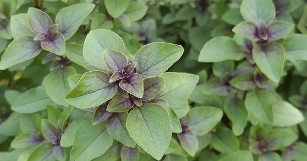 אבקת טולסי, ריחן קדוש – Tulsi powder