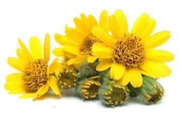 Arnica montana., ארניקה, Arnica